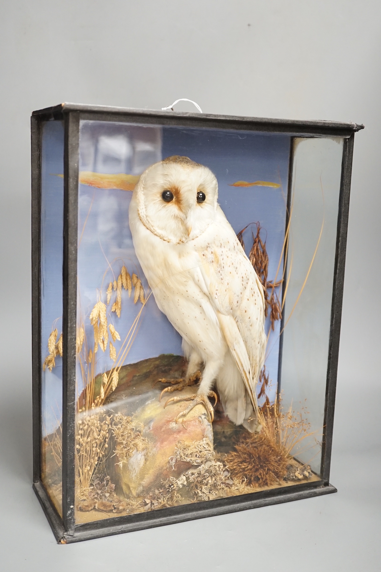 A taxidermy perched barn owl by G&J Ambrose, Colchester in glazed wooden case - 40cm high